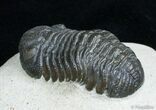 Detailed Phacops Speculator Trilobite - Great Eyes #3123-4